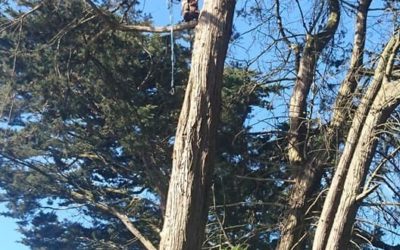 Tall Trees news