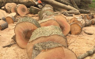 Ash one of the best firewood logs