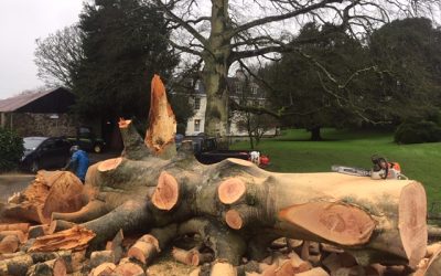 Storm Ciara brings down a huge beech tree