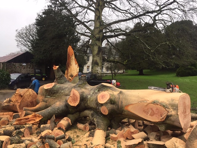 Storm Ciara brings down a huge beech tree