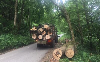 Very big pieces of timber