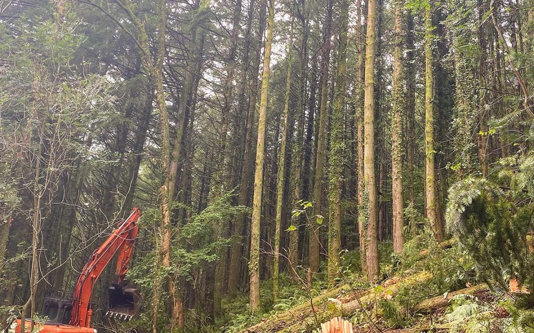 Forestry Work North Devon
