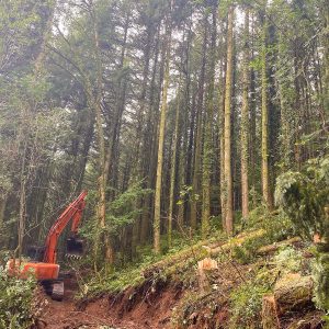 Forestry Work North Devon