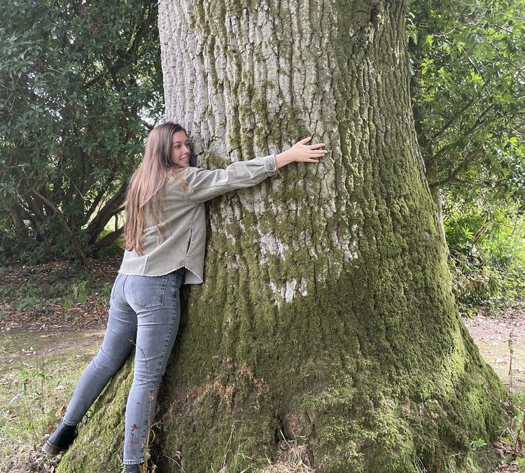 Why do oak trees sometimes look like they’re weeping?